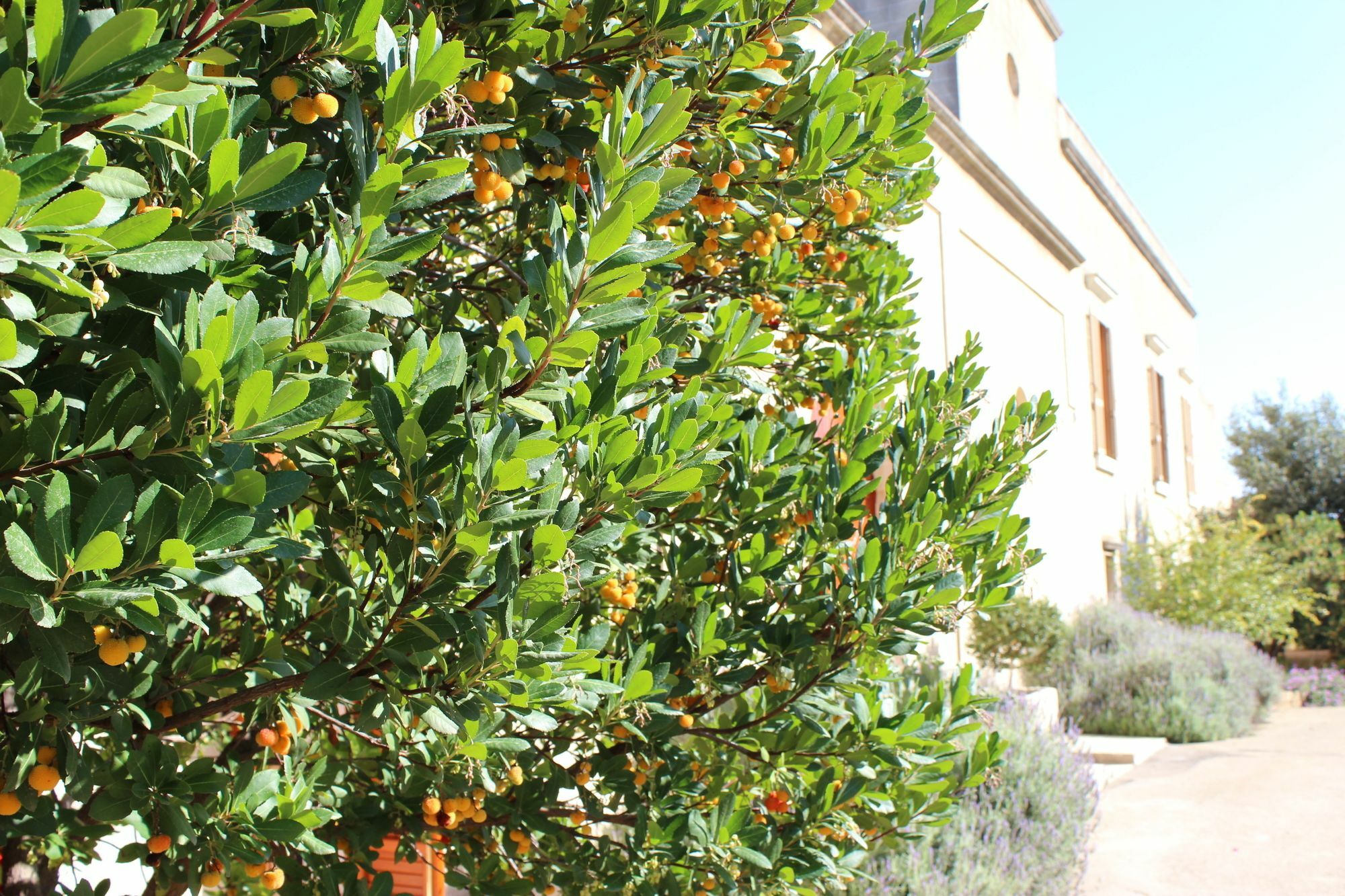 Masseria Pagani Nardò Екстериор снимка